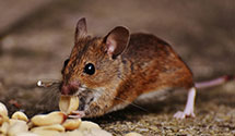 24 Hour & Emergency Exterminators in Islesford, ME